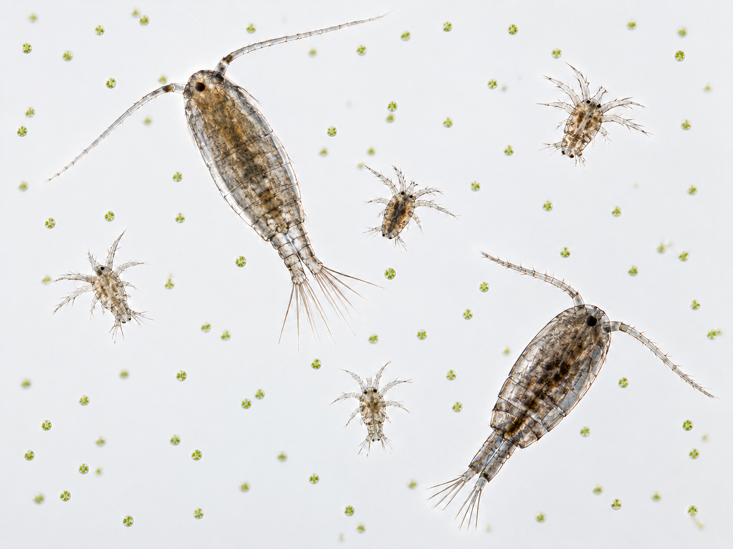 Illustration scientifique montrant des cellules de Chlorella, des nauplii et des copépodes adultes