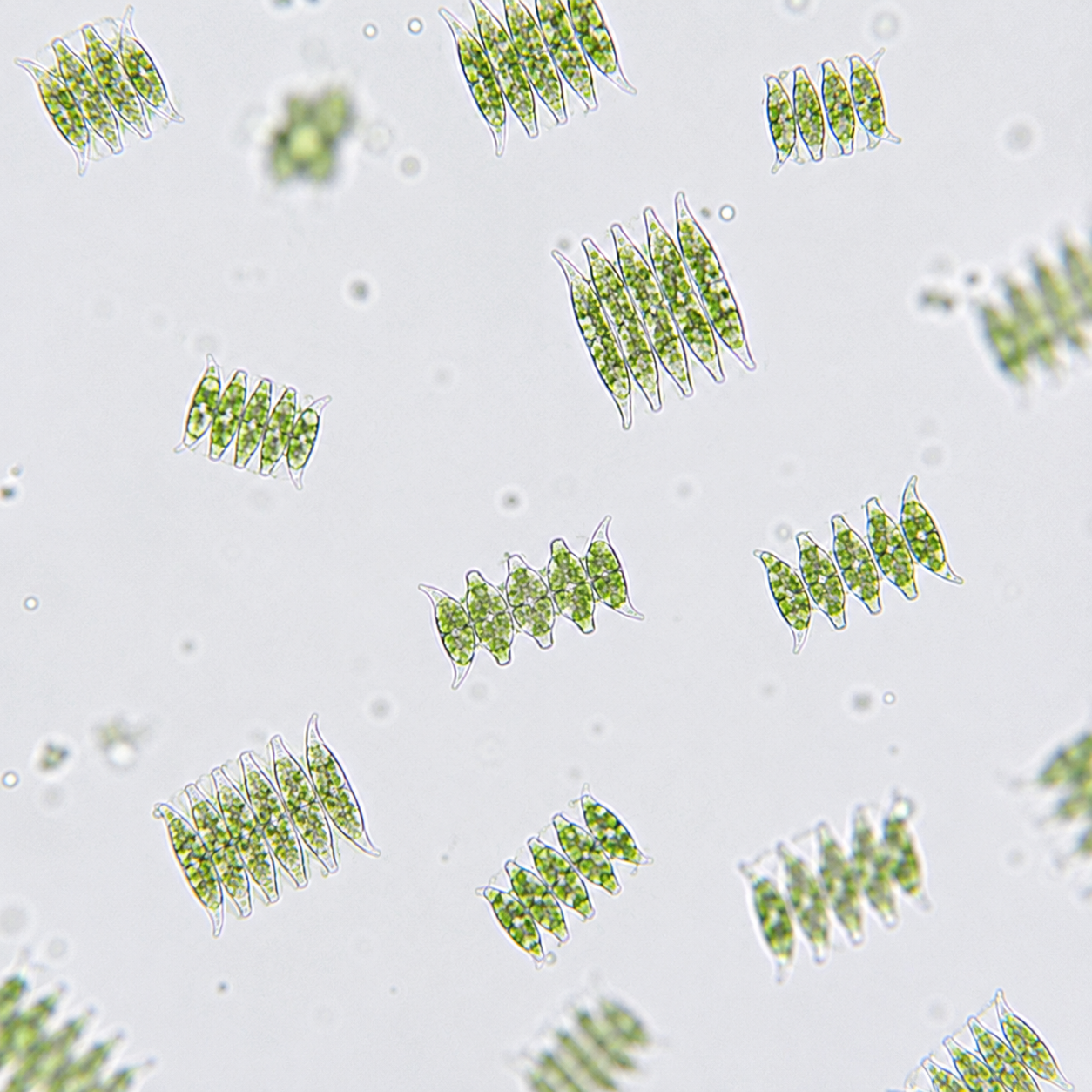 Autres microalgues observées au microscope, cellules allongées en petits groupes