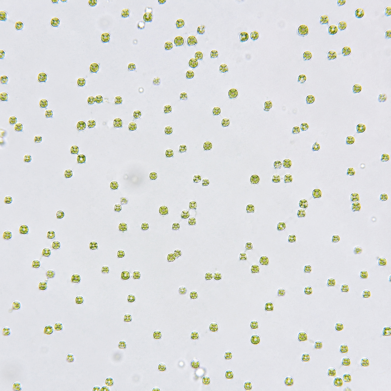 Nannochloropsis au microscope